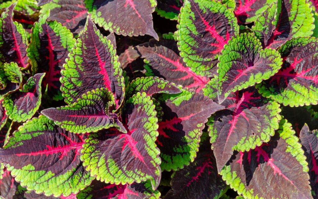 Coleus