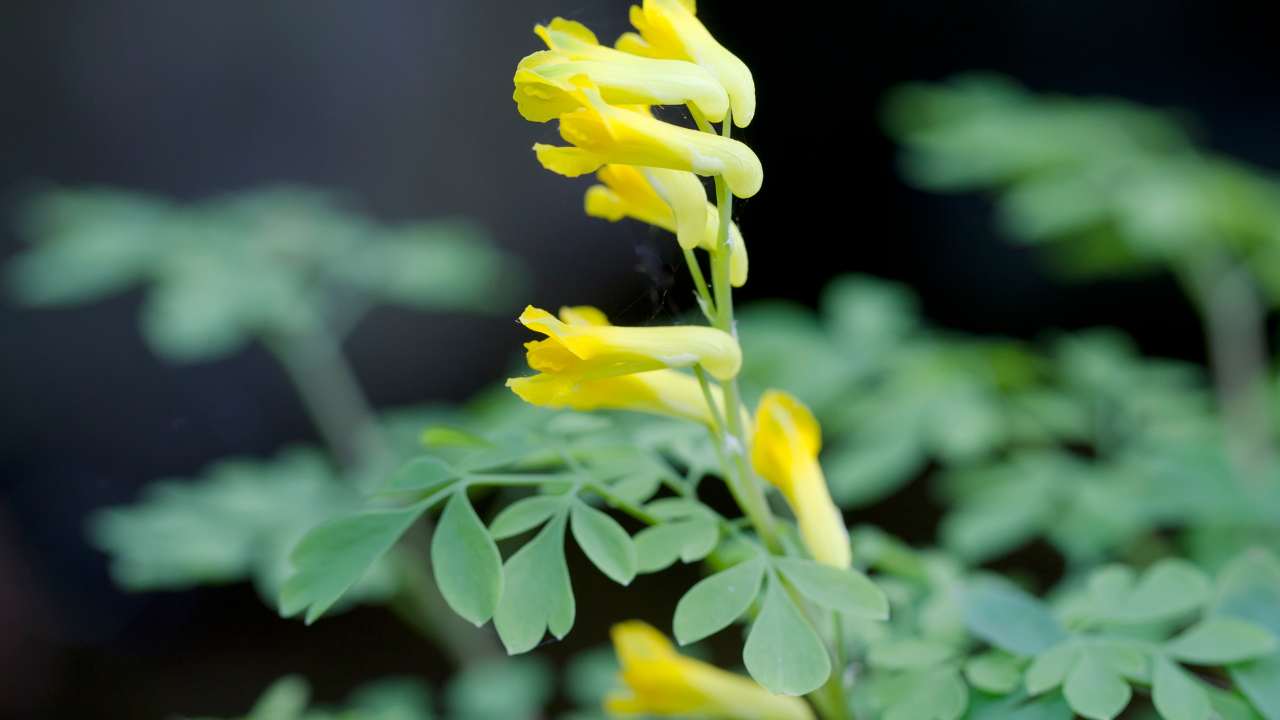 Corydalis Lutea