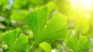 Ginkgo Biloba