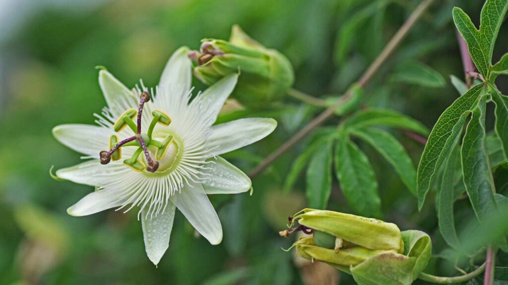 Passionflower Herb Powder