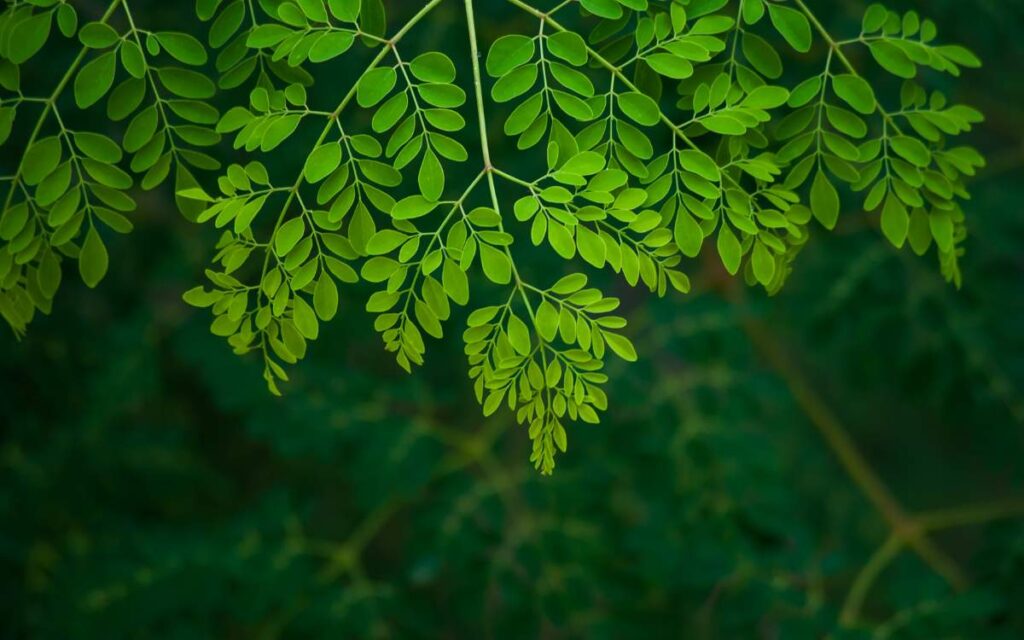 Drumstick Tree Leaf