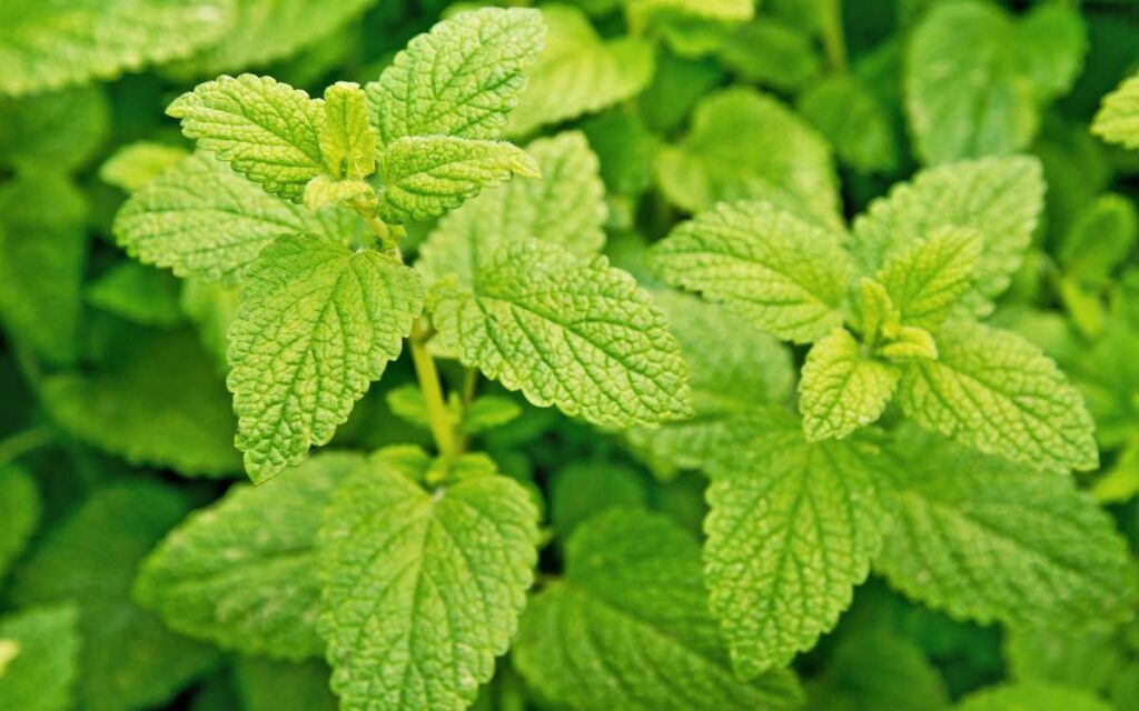 Lemon Balm