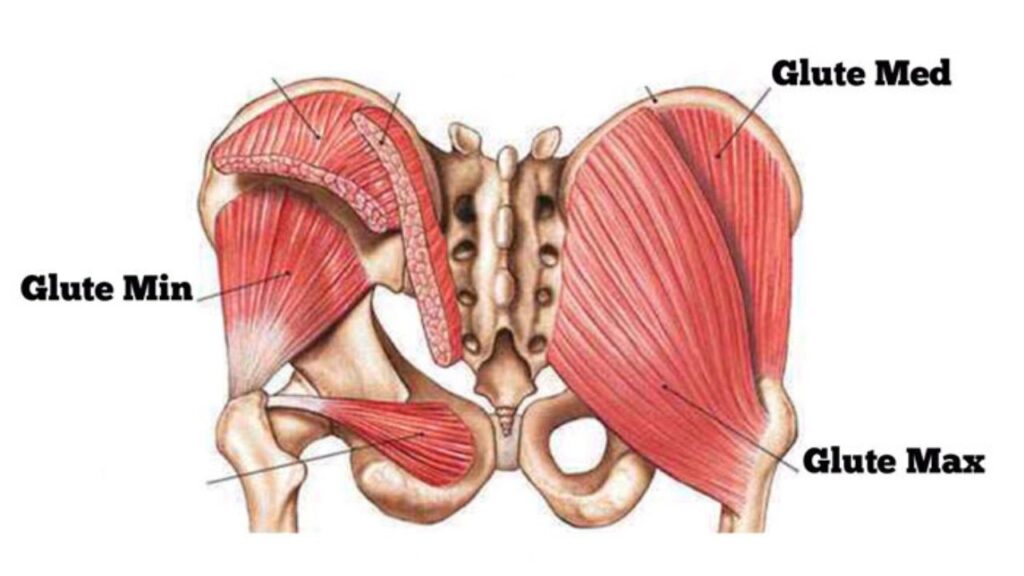 Understand The Anatomy Of The Glutes