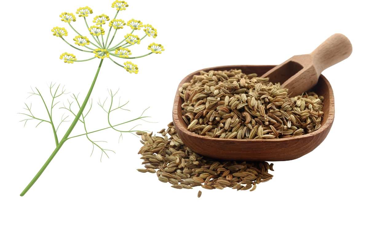 Fennel seeds