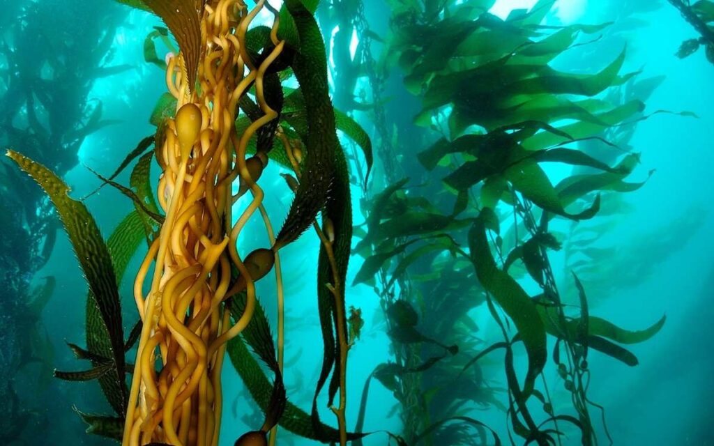 Pacific kelp