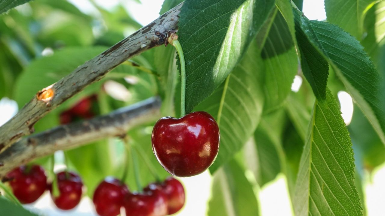 Cherry Juice And Baking Soda Treating For Gout Attack