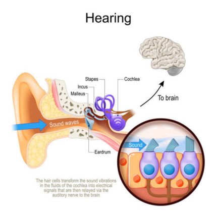 How Does Quietum Plus Claim to Work?
