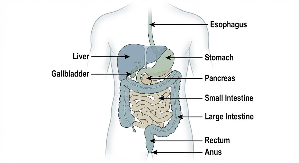 [Image of human gastrointestinal tract anatomy]