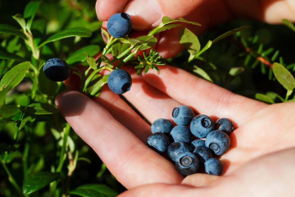 Bilberry-Plant