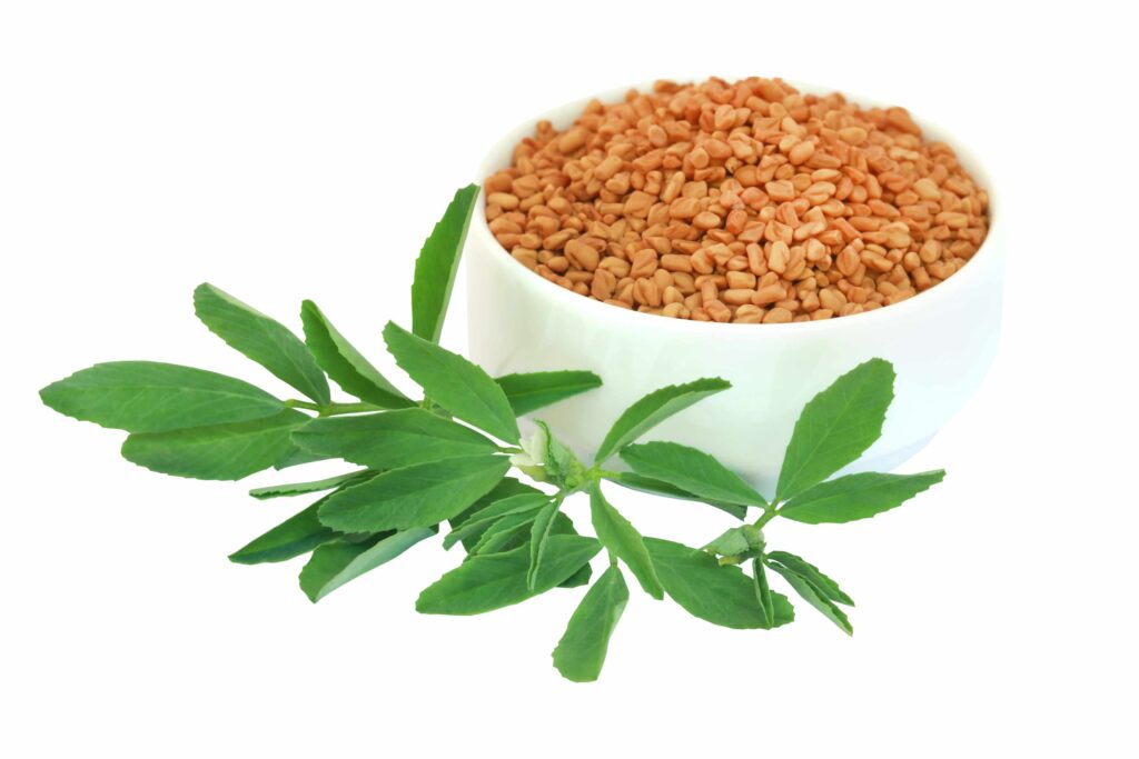 Fenugreek