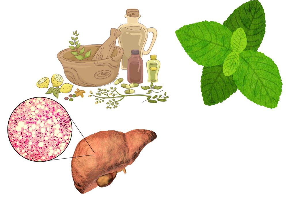 Natural Remedies For Early-Stage Fatty Liver