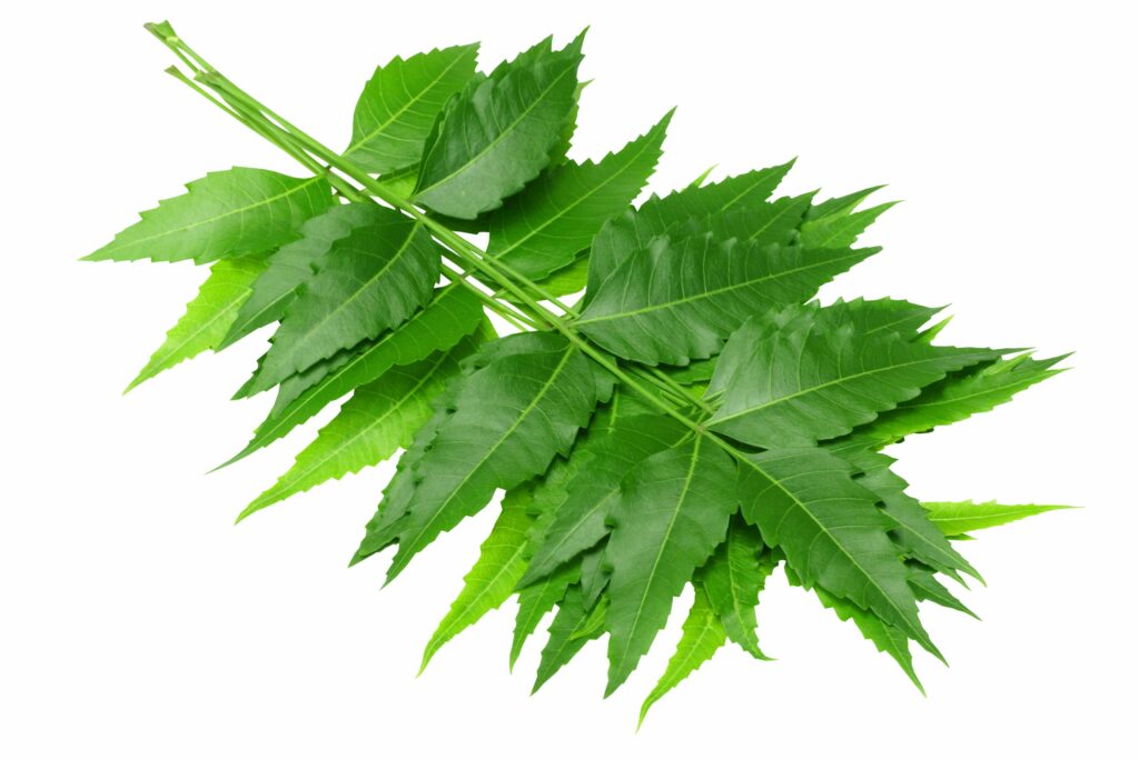 Neem