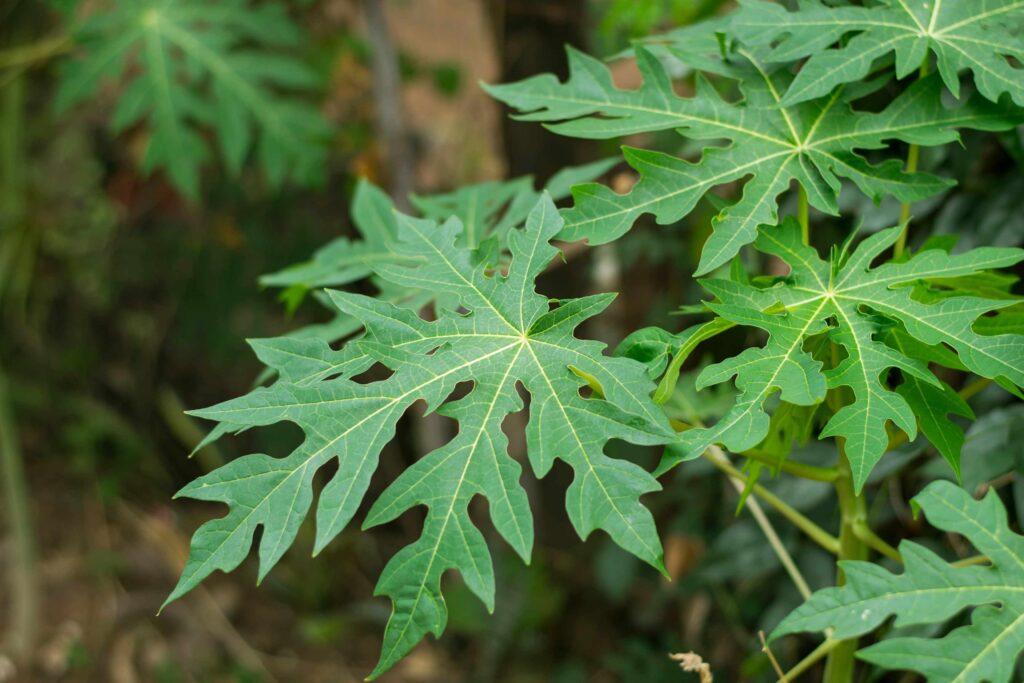 Papaya-Leaf