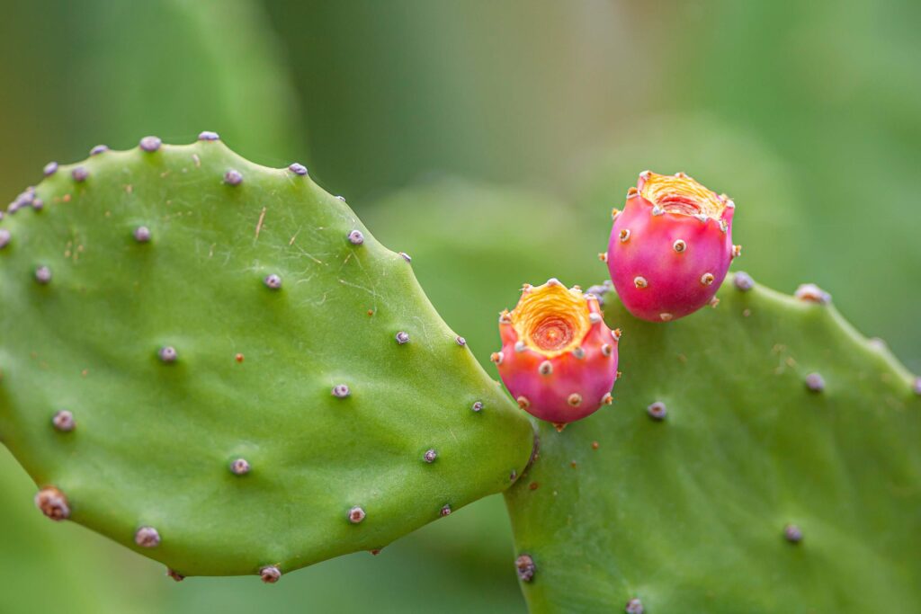 Prickly Pear Cactus