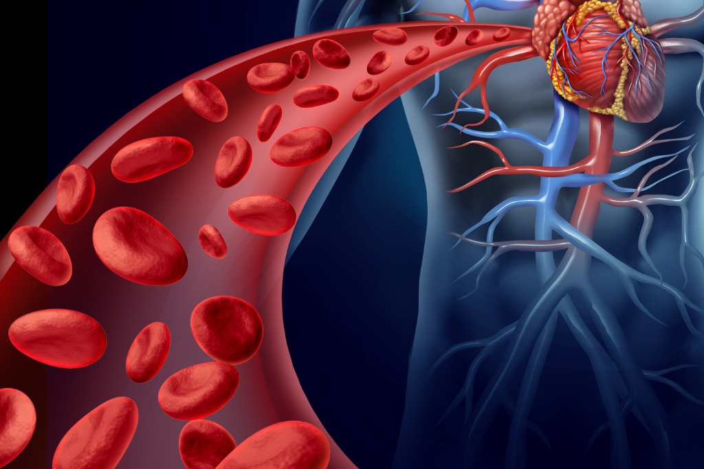 Cardiovascular System