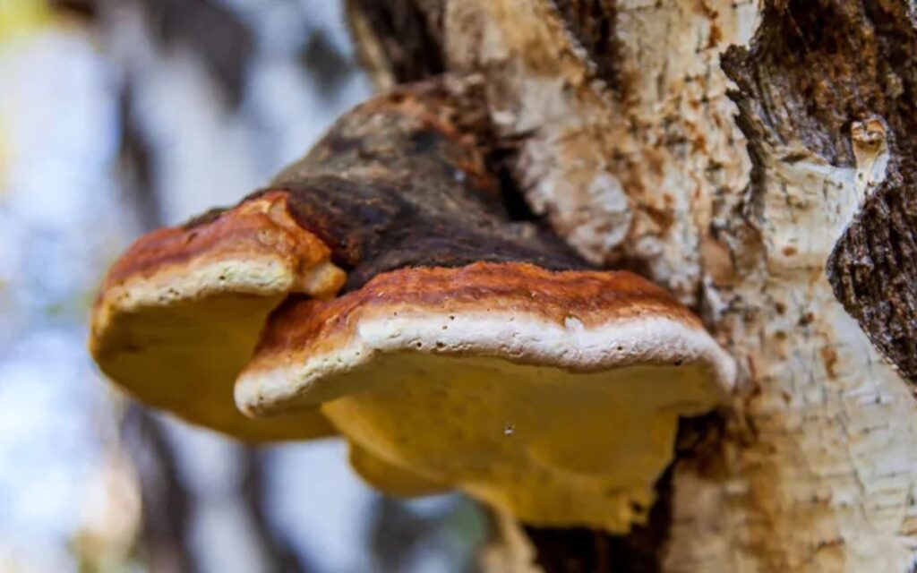 Chaga Mushroom