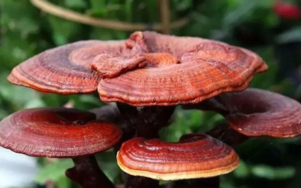 Reishi Mushroom