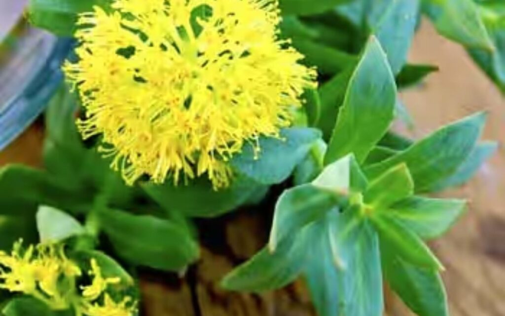 Rhodiola