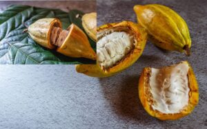 Theobroma Cacao