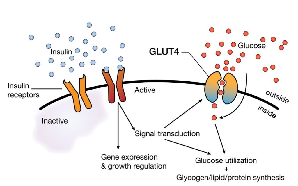 What Are GLUT-4 Receptors