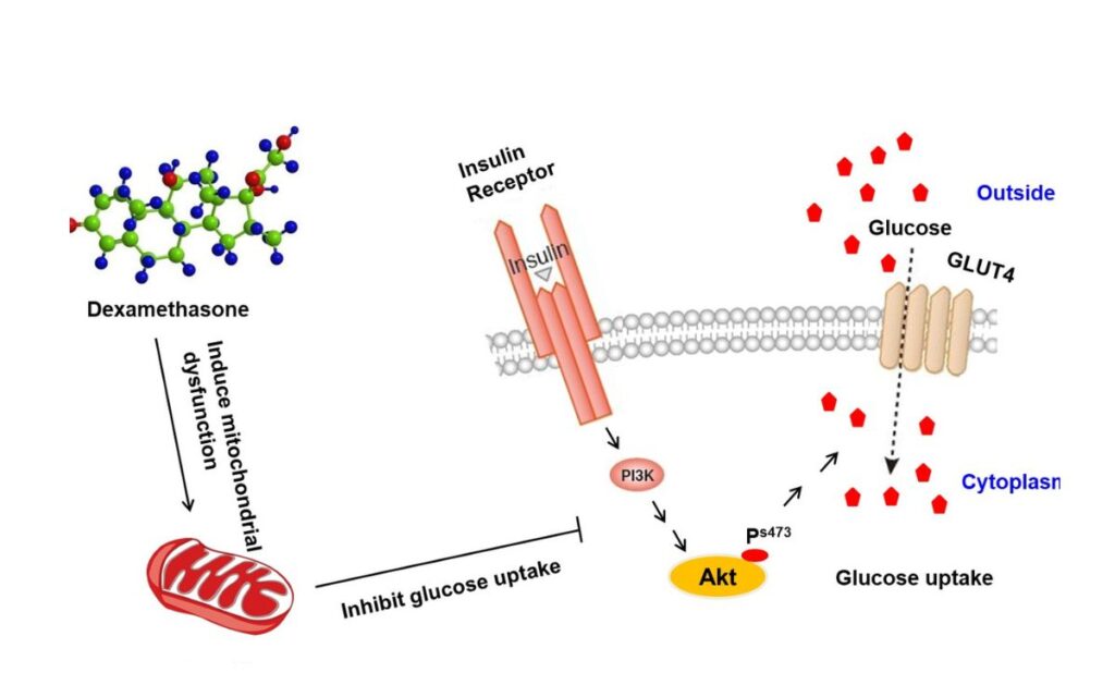 What Science Says About GLUT-4