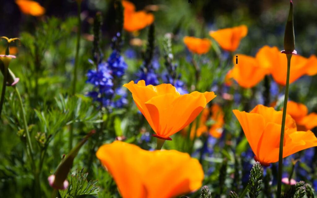 California Poppy: A Natural Sleep Aid