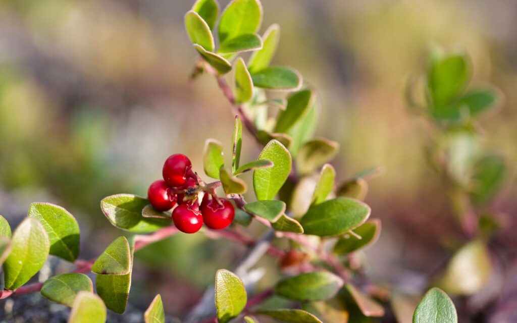 Bearberry (Uva Ursi)