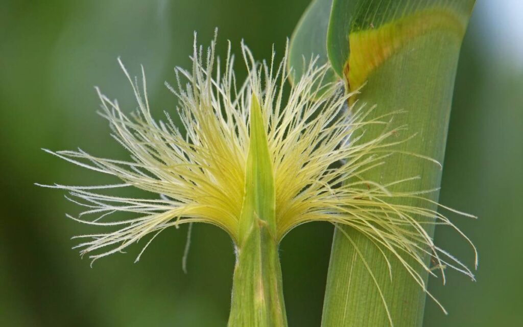 Corn Silk Tea