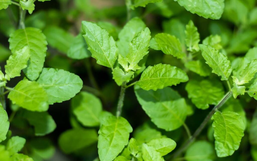 Holy Basil