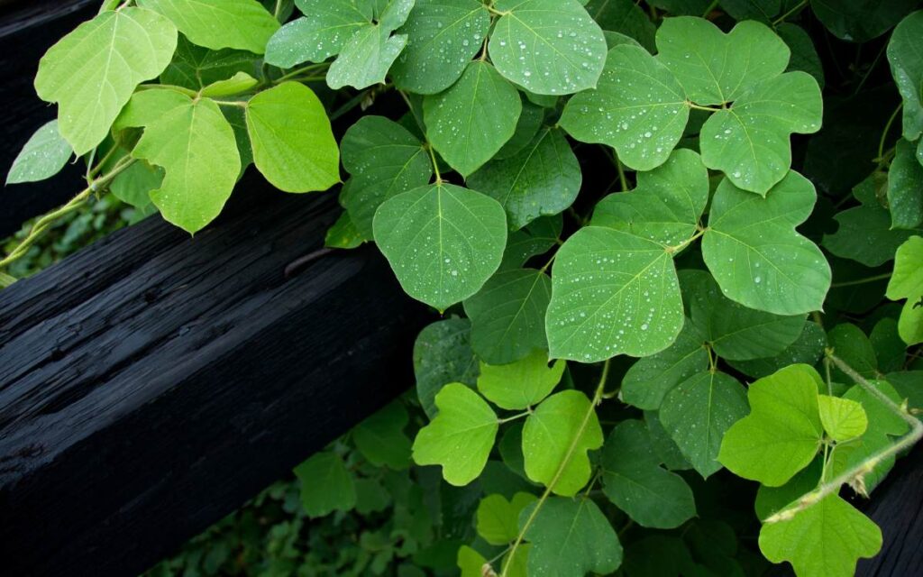 Kudzu (From Pueraria Lobata)