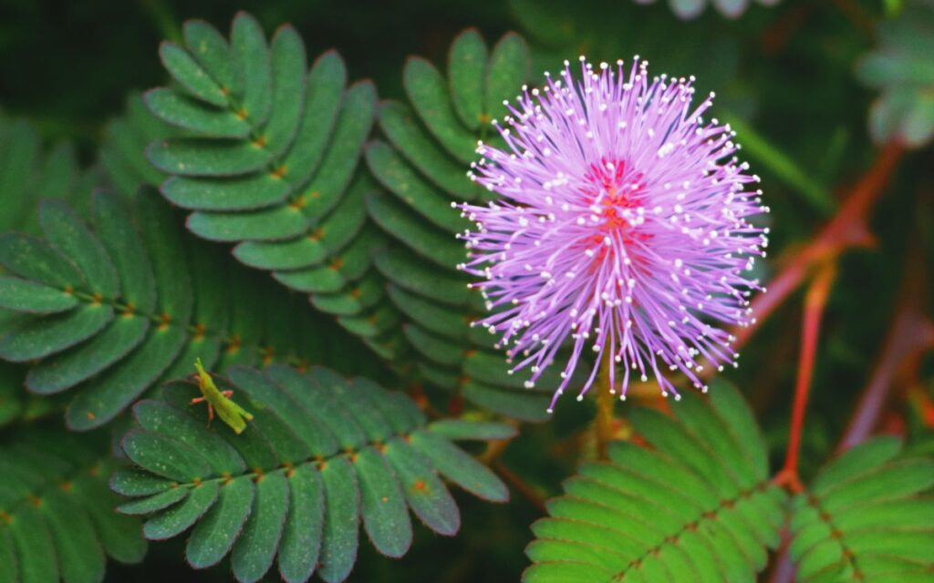 Mimosa Pudica: The Silent Warrior