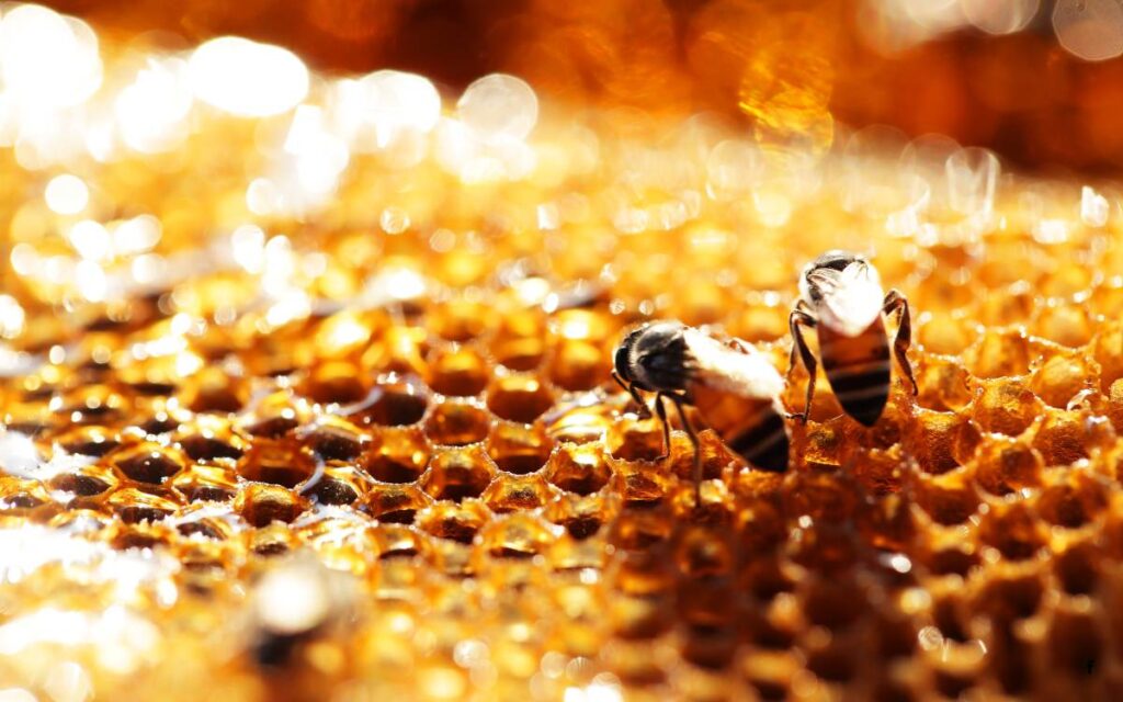 Propolis – The Golden Gift of Bees