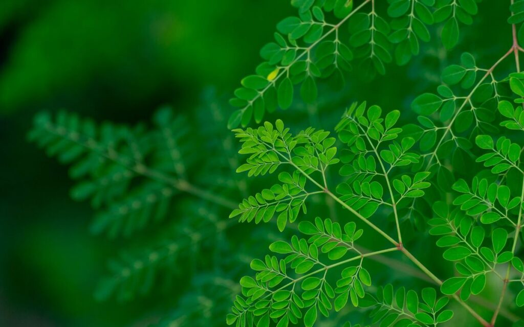 Can Moringa Reduce Belly Fat? 