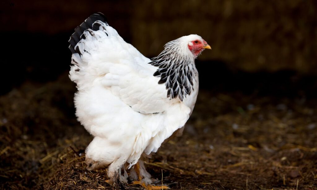 Brahma