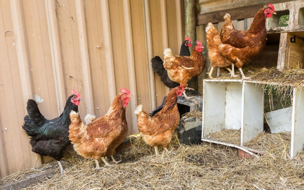 Choosing The Right Chicken Breed