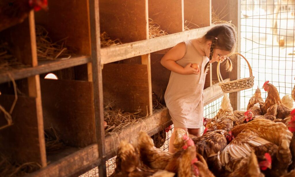 Egg Production and Management