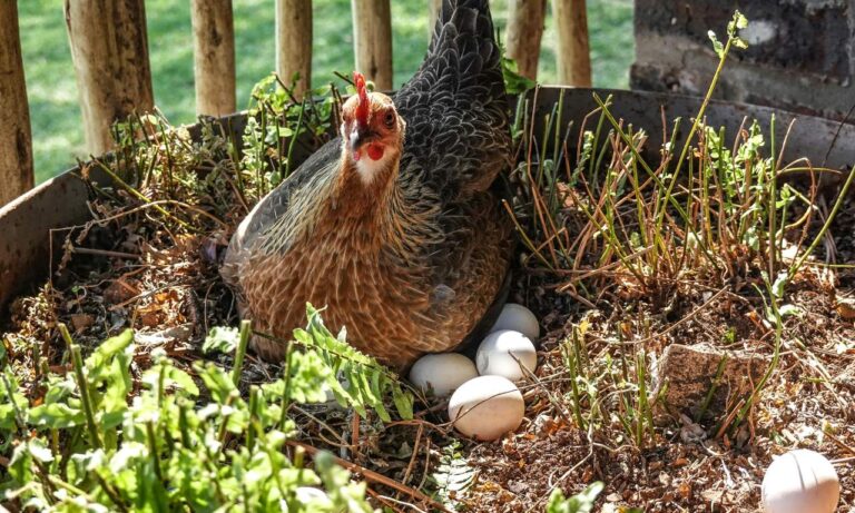 Growing Chickens for Eggs