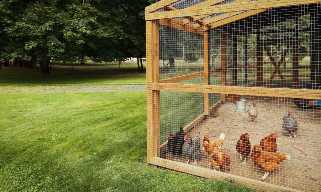 Growing Chickens for Eggs