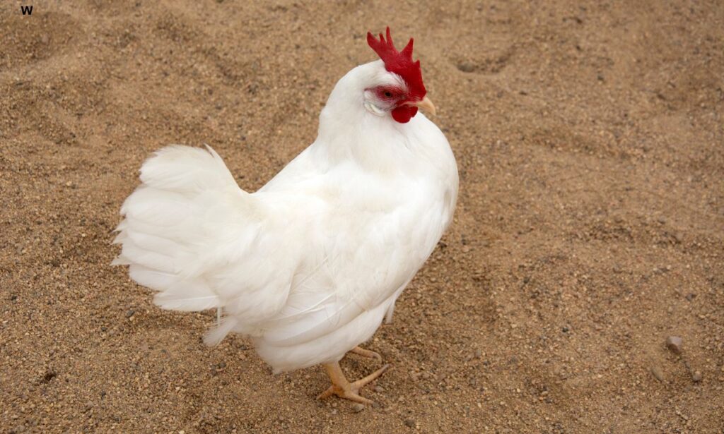 Leghorn