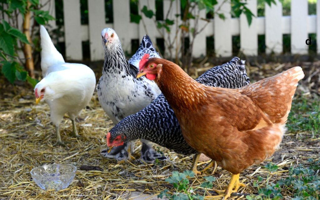 Various Breeds Chickens That Earn Their Keep
