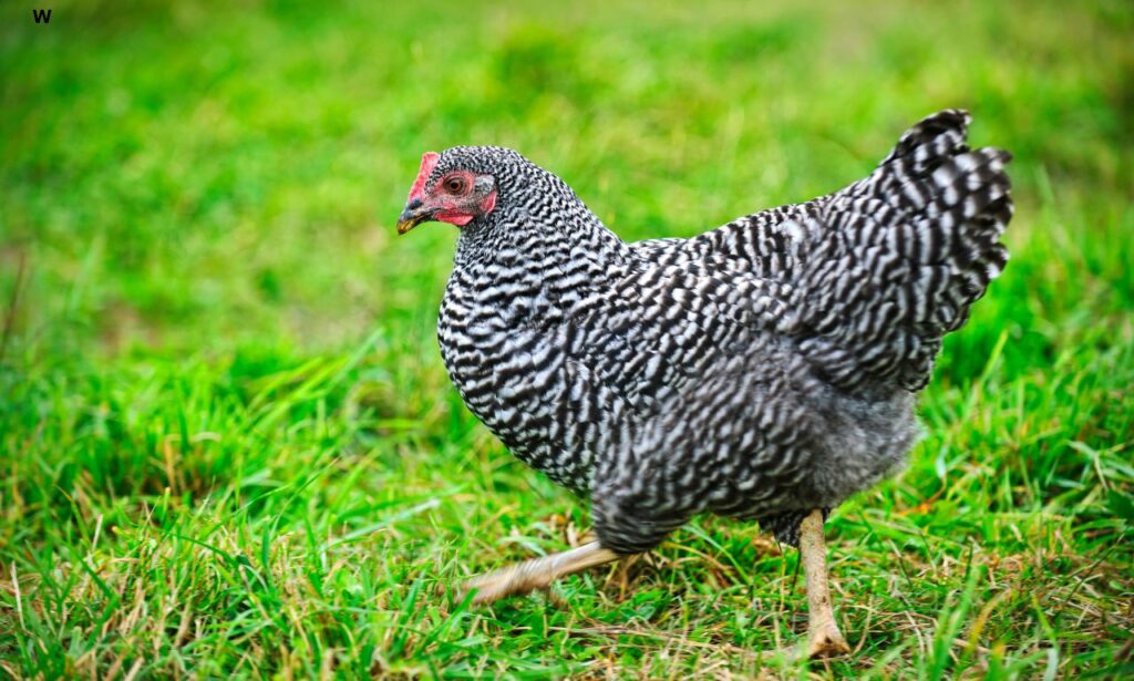 Barred Rock