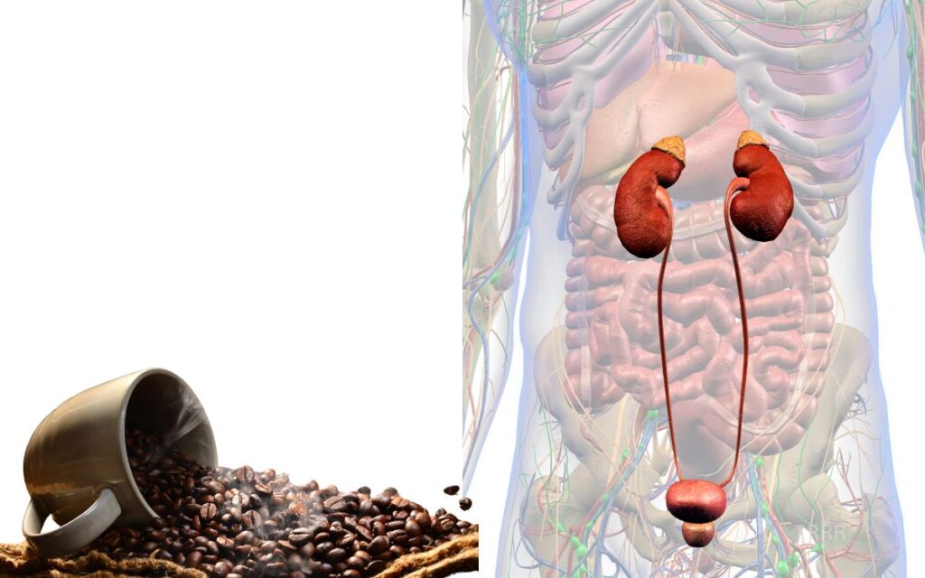 Caffeine vs. Your Bladder