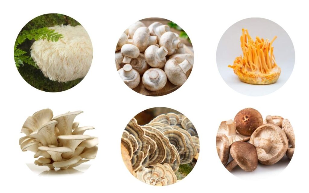 The Mushroom Powerhouse Behind ProNervium