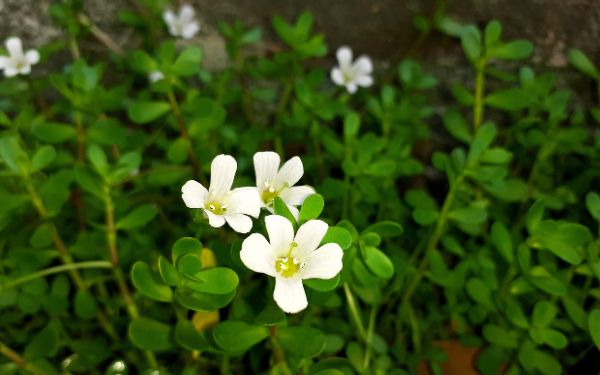 Bacopa Monnieri