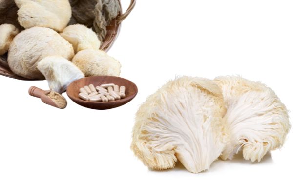 Lion’s Mane Mushroom