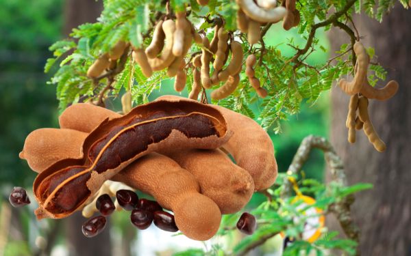 Tamarind