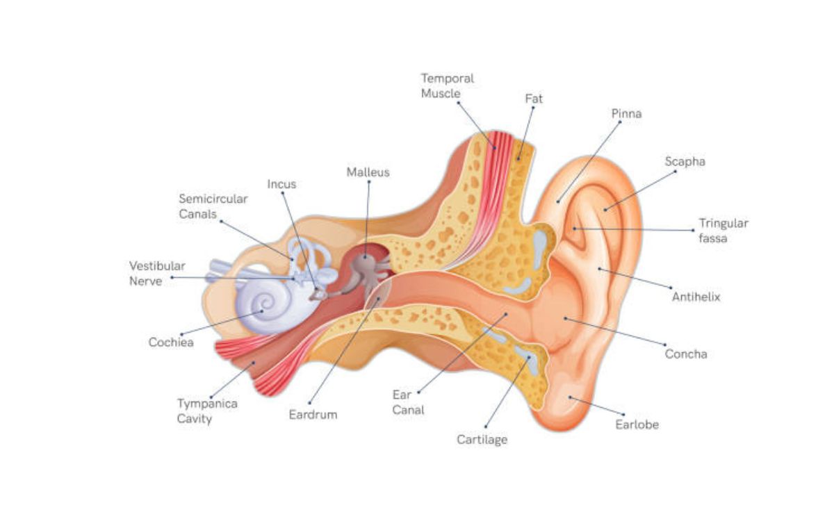 Audifort Hearing Aids Reviews