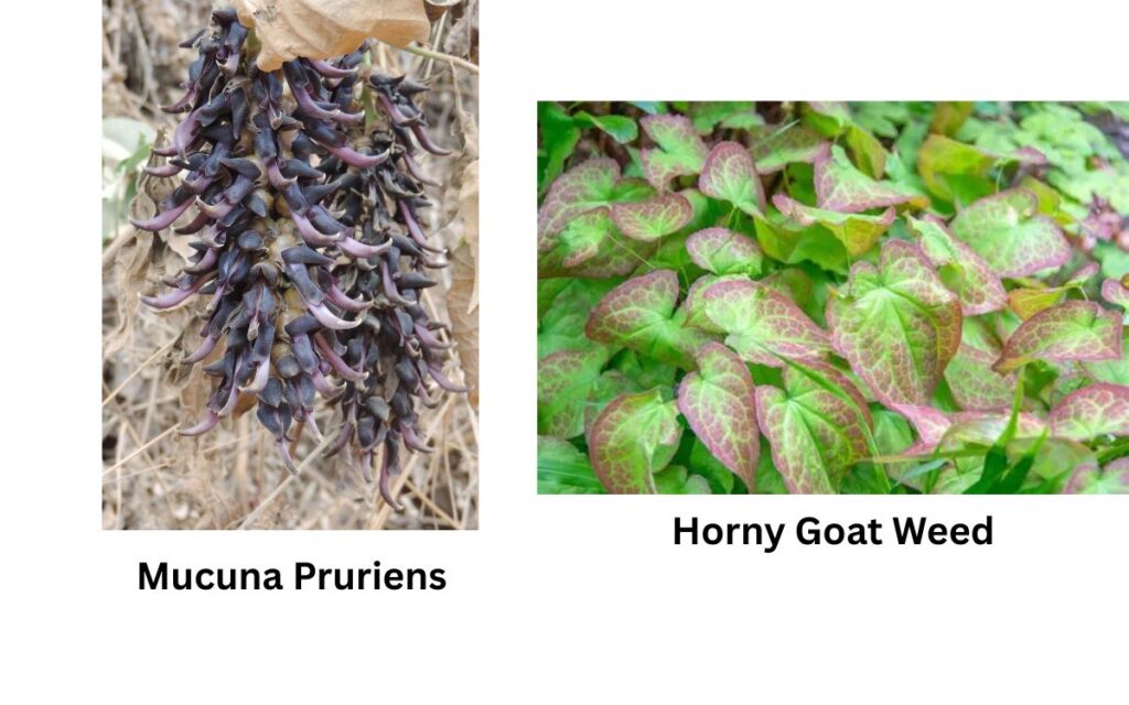 Mucuna Pruriens 