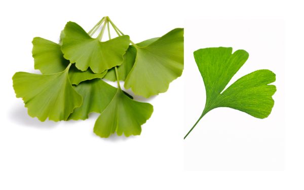 Ginkgo Biloba
