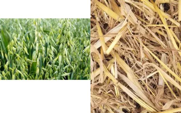 Oat Straw